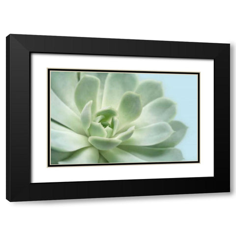 Soft Focus Succulent 3 Black Modern Wood Framed Art Print with Double Matting by Greenwood, Julie