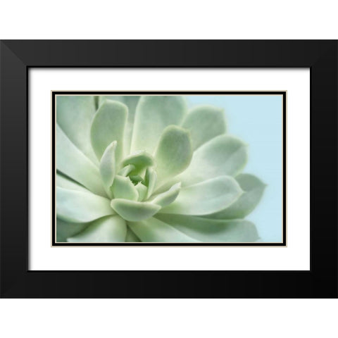 Soft Focus Succulent 3 Black Modern Wood Framed Art Print with Double Matting by Greenwood, Julie