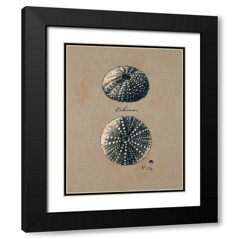 Vintage Linen Sea Urchin Black Modern Wood Framed Art Print with Double Matting by Regina Andrew Design