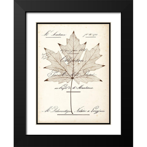Maple Document Black Modern Wood Framed Art Print with Double Matting by Morey, Booker