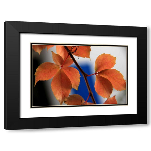 Red Autumn 2 Black Modern Wood Framed Art Print with Double Matting by Rauscher, Michel