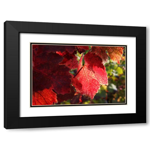 Red Autumn 4 Black Modern Wood Framed Art Print with Double Matting by Rauscher, Michel