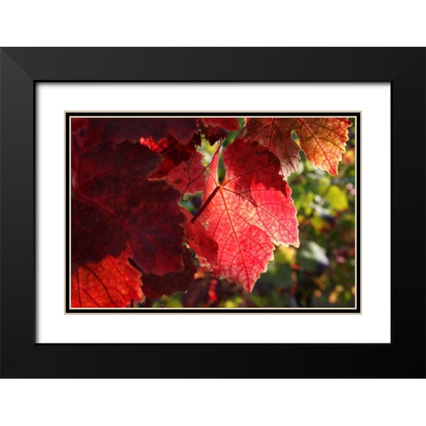 Red Autumn 4 Black Modern Wood Framed Art Print with Double Matting by Rauscher, Michel