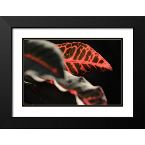 Global Vessel 4 Black Modern Wood Framed Art Print with Double Matting by Rauscher, Michel