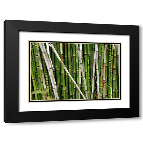Nature Shapes 2 Black Modern Wood Framed Art Print with Double Matting by Rauscher, Michel