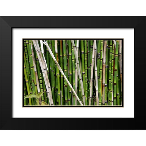 Nature Shapes 2 Black Modern Wood Framed Art Print with Double Matting by Rauscher, Michel