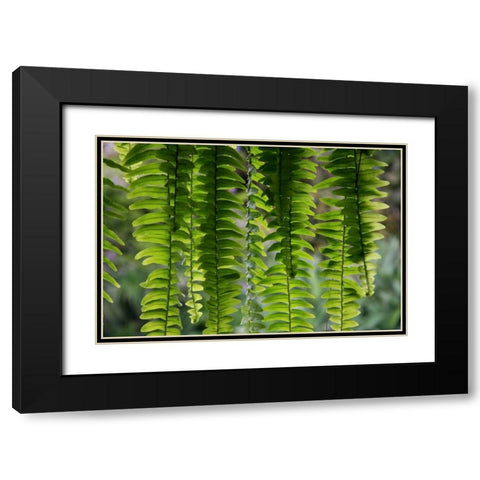 Nature Shapes 3 Black Modern Wood Framed Art Print with Double Matting by Rauscher, Michel