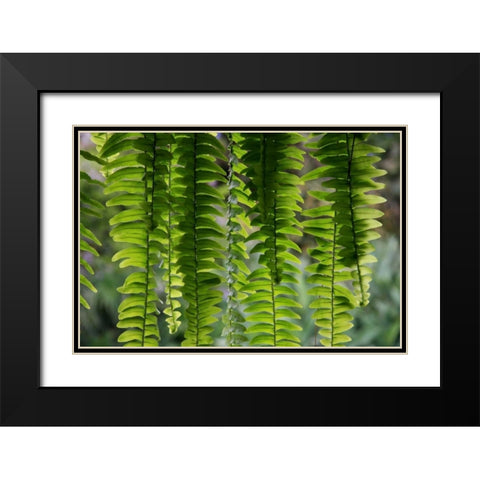 Nature Shapes 3 Black Modern Wood Framed Art Print with Double Matting by Rauscher, Michel