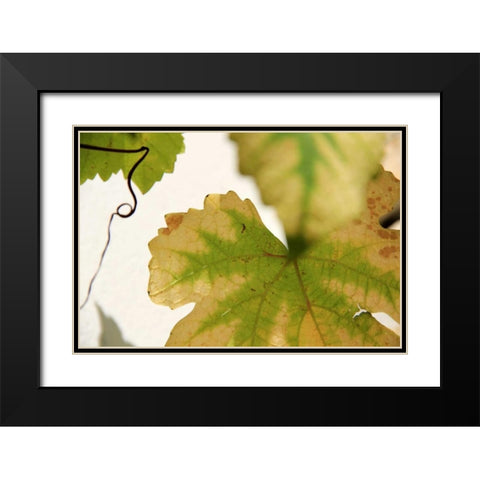 Nature Shapes 4 Black Modern Wood Framed Art Print with Double Matting by Rauscher, Michel