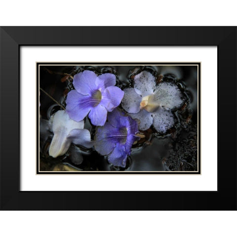 Floral Pond 2 Black Modern Wood Framed Art Print with Double Matting by Rauscher, Michel