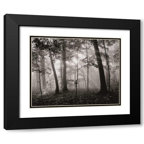Sun Filters Black Modern Wood Framed Art Print with Double Matting by Aniballi, Brett