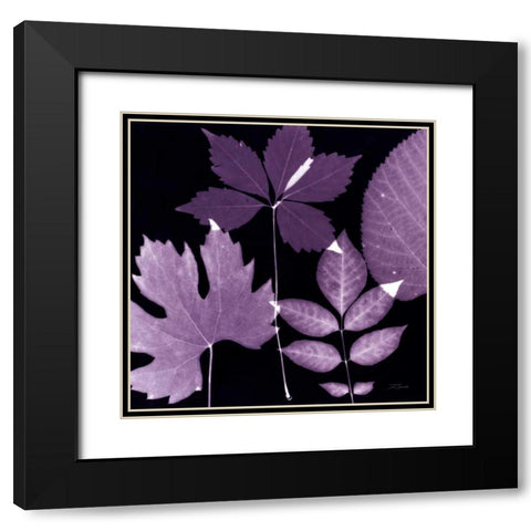 Plum Sunprint Leaves Black Modern Wood Framed Art Print with Double Matting by Zamudio, Dan