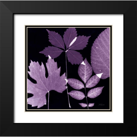 Plum Sunprint Leaves Black Modern Wood Framed Art Print with Double Matting by Zamudio, Dan