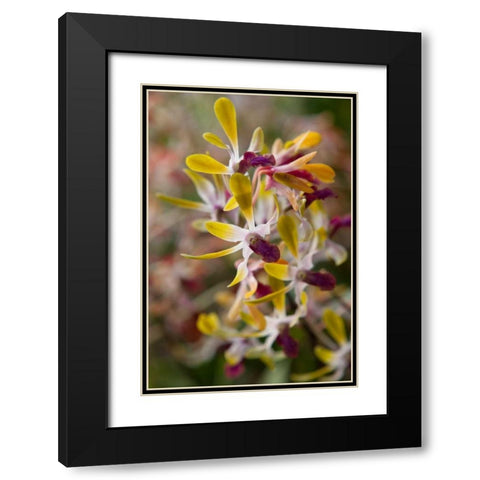 Tropical Garden Orchids Black Modern Wood Framed Art Print with Double Matting by Semenza, Marlana