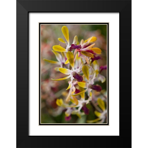 Tropical Garden Orchids Black Modern Wood Framed Art Print with Double Matting by Semenza, Marlana