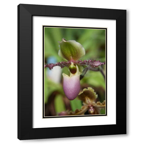Orchid Exotic Black Modern Wood Framed Art Print with Double Matting by Semenza, Marlana