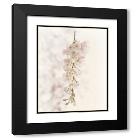 Hanging Blossoms Black Modern Wood Framed Art Print with Double Matting by Dickinson, Robin