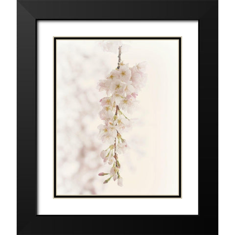 Hanging Blossoms Black Modern Wood Framed Art Print with Double Matting by Dickinson, Robin
