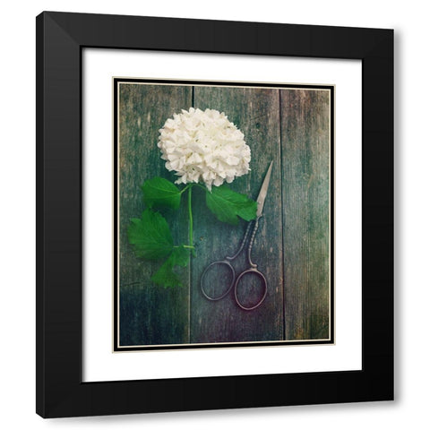 Fresh Cut Black Modern Wood Framed Art Print with Double Matting by Dickinson, Robin