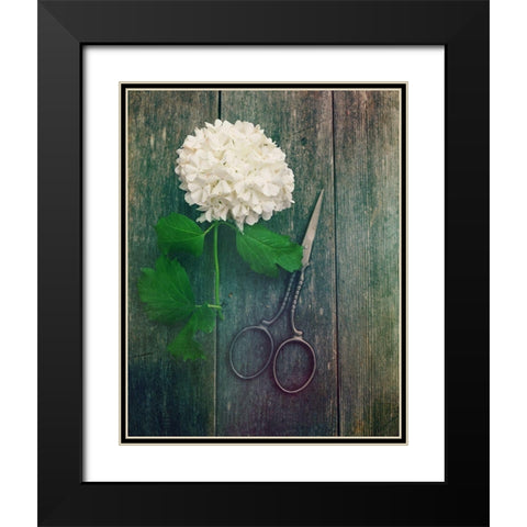 Fresh Cut Black Modern Wood Framed Art Print with Double Matting by Dickinson, Robin