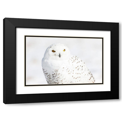 Snowy Owl Black Modern Wood Framed Art Print with Double Matting by Mark Spowart Photography