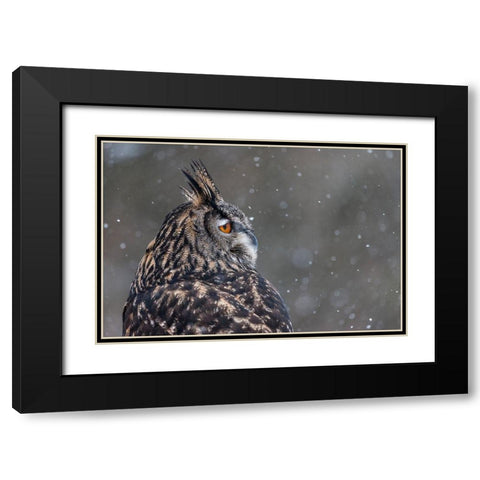 Watchful Owl Black Modern Wood Framed Art Print with Double Matting by Mark Spowart Photography