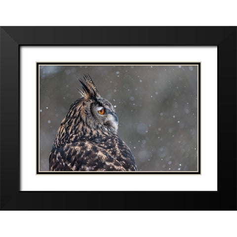 Watchful Owl Black Modern Wood Framed Art Print with Double Matting by Mark Spowart Photography