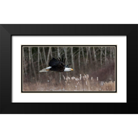 Feathered Hunter Black Modern Wood Framed Art Print with Double Matting by Mark Spowart Photography