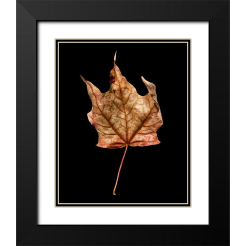 Rustic Leaf 3 Black Modern Wood Framed Art Print with Double Matting by Bookbinder, David