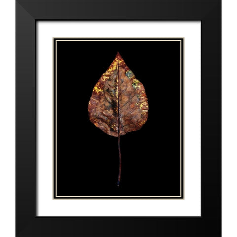 Rustic Leaf 4 Black Modern Wood Framed Art Print with Double Matting by Bookbinder, David