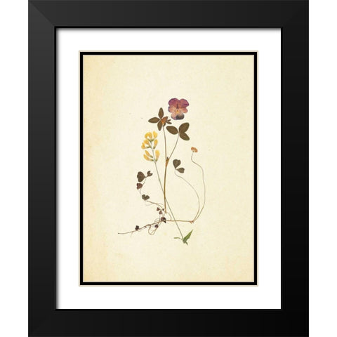 French Herbarium 1 Black Modern Wood Framed Art Print with Double Matting by Ross, Devon