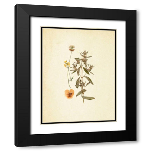 French Herbarium 3 Black Modern Wood Framed Art Print with Double Matting by Ross, Devon