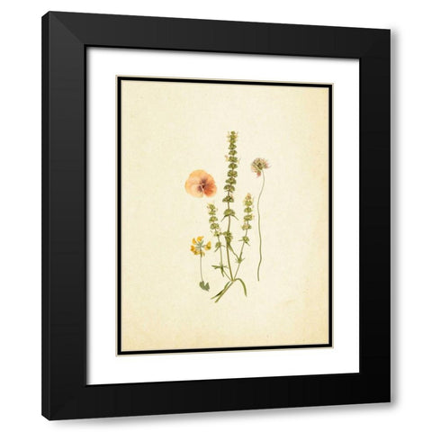 French Herbarium 4 Black Modern Wood Framed Art Print with Double Matting by Ross, Devon