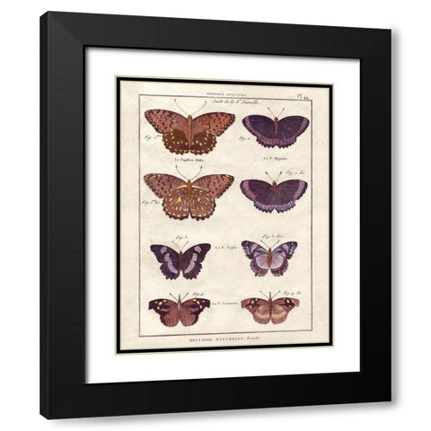 Histoire Naturelle 1 Black Modern Wood Framed Art Print with Double Matting by Wesley, Terrence