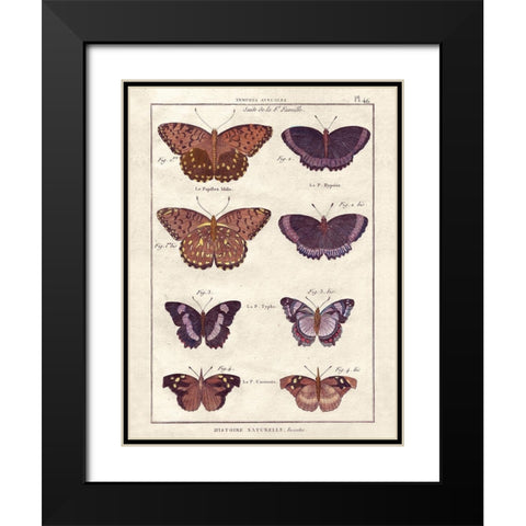 Histoire Naturelle 1 Black Modern Wood Framed Art Print with Double Matting by Wesley, Terrence