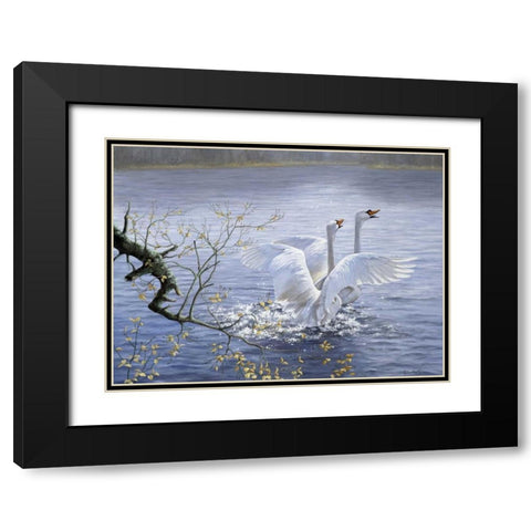 Swans Black Modern Wood Framed Art Print with Double Matting by Motz, Peter