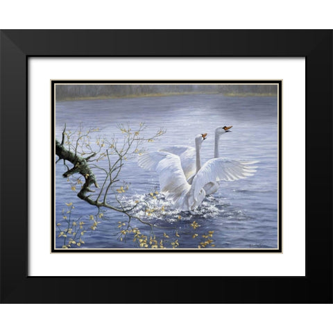 Swans Black Modern Wood Framed Art Print with Double Matting by Motz, Peter