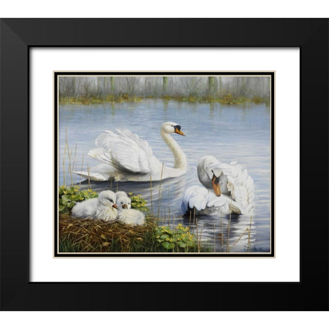 Swans Black Modern Wood Framed Art Print with Double Matting by Motz, Peter