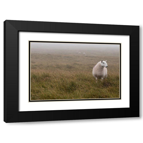 A Sheep standing on grass in mist Black Modern Wood Framed Art Print with Double Matting by Frank, Assaf
