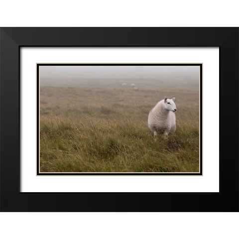 A Sheep standing on grass in mist Black Modern Wood Framed Art Print with Double Matting by Frank, Assaf