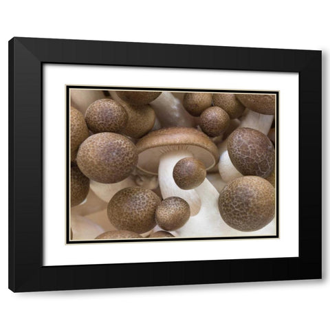 Close-up of mushrooms Black Modern Wood Framed Art Print with Double Matting by Frank, Assaf