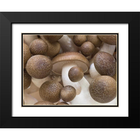 Close-up of mushrooms Black Modern Wood Framed Art Print with Double Matting by Frank, Assaf
