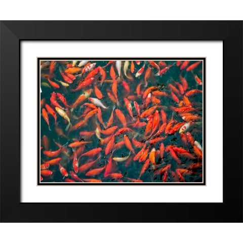 Goldfish gathering at surface, close-up Black Modern Wood Framed Art Print with Double Matting by Frank, Assaf