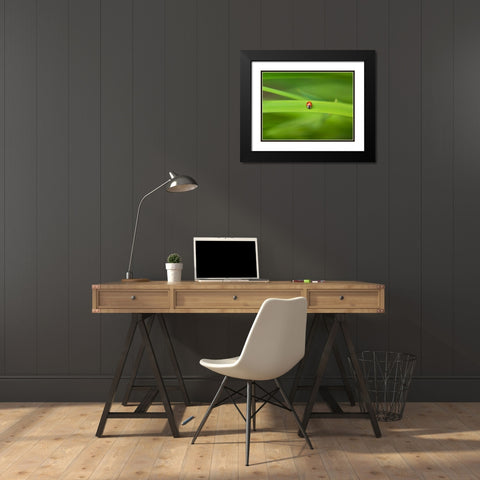Ladybug on leaf Black Modern Wood Framed Art Print with Double Matting by Frank, Assaf