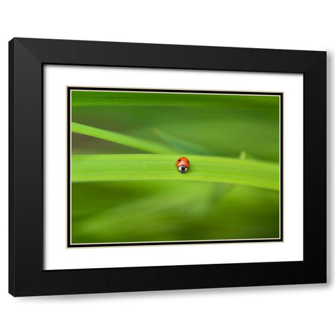 Ladybug on leaf Black Modern Wood Framed Art Print with Double Matting by Frank, Assaf