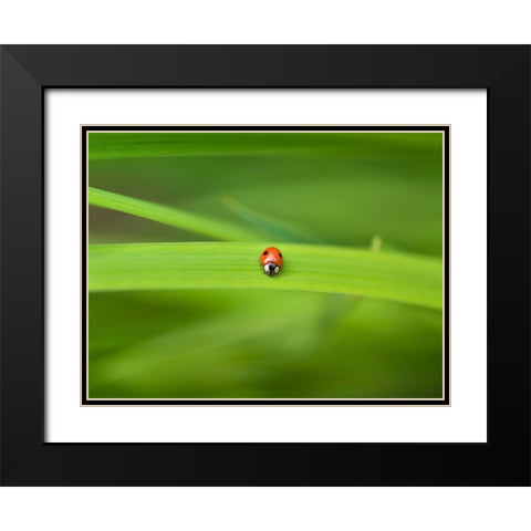 Ladybug on leaf Black Modern Wood Framed Art Print with Double Matting by Frank, Assaf