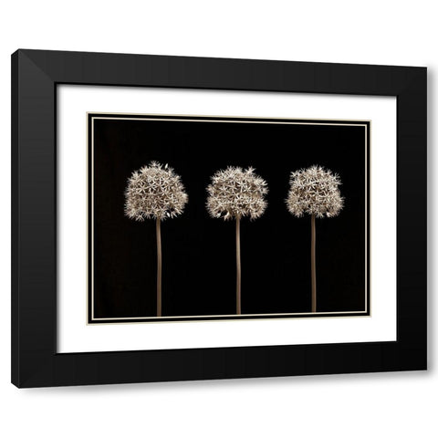 Allium flowers Black Modern Wood Framed Art Print with Double Matting by Frank, Assaf