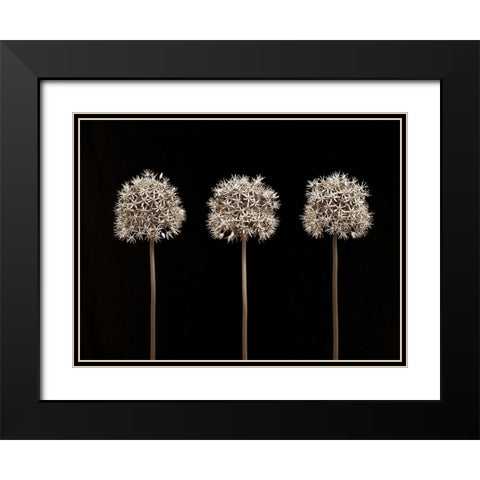 Allium flowers Black Modern Wood Framed Art Print with Double Matting by Frank, Assaf