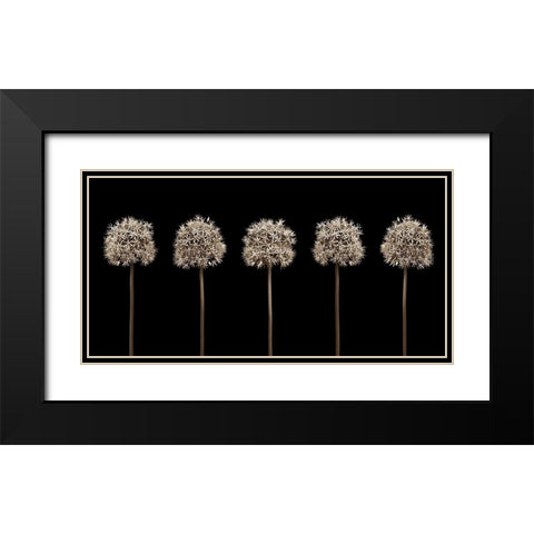 Three puple allium flowers in a row-close-up Black Modern Wood Framed Art Print with Double Matting by Frank, Assaf