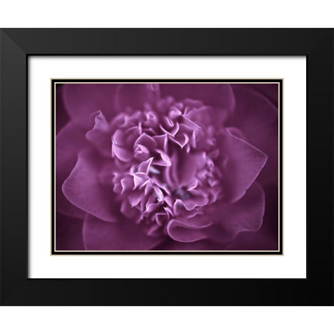 Camellia Flower (Camellia japonica), close-up Black Modern Wood Framed Art Print with Double Matting by Frank, Assaf